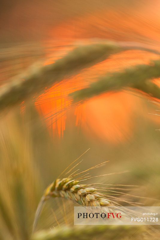 Details of Summer fields