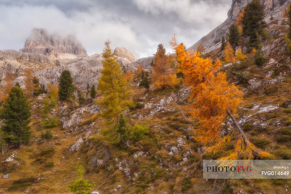 Autumn at Falzarego pass and in the background Averau mountain