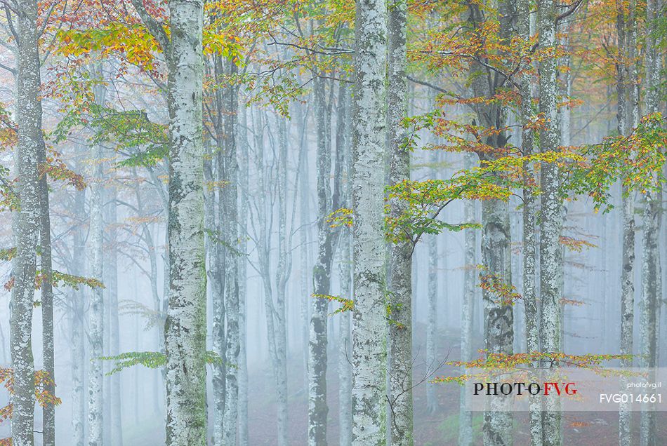 Cansiglio forest in autumn