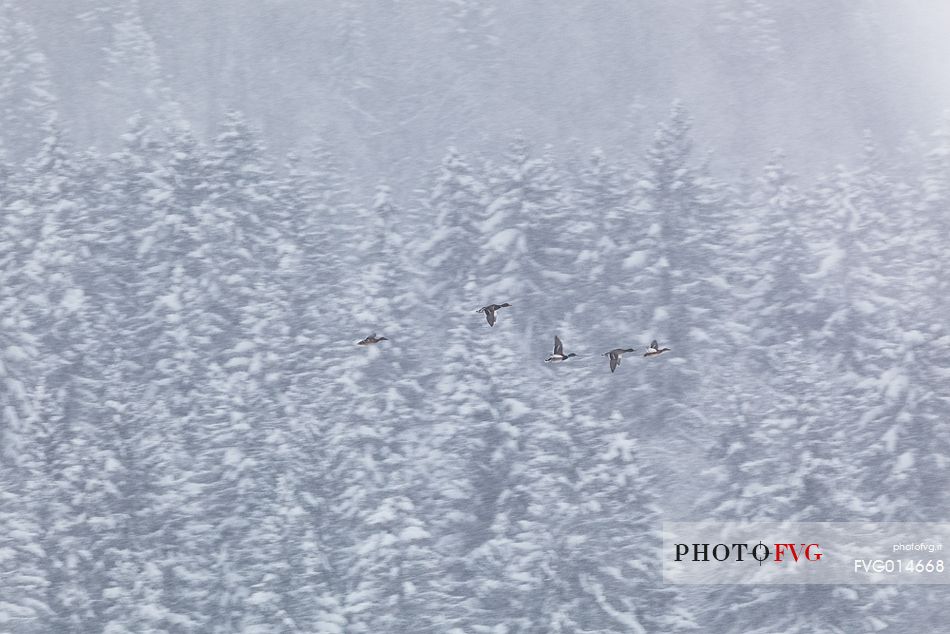 Lake Fusine in winter time, forest