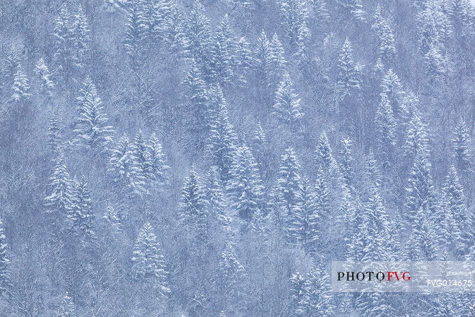 forest in winter time