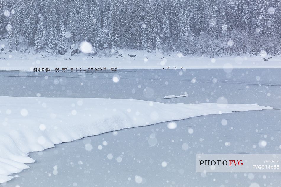 Lake Fusine in winter time