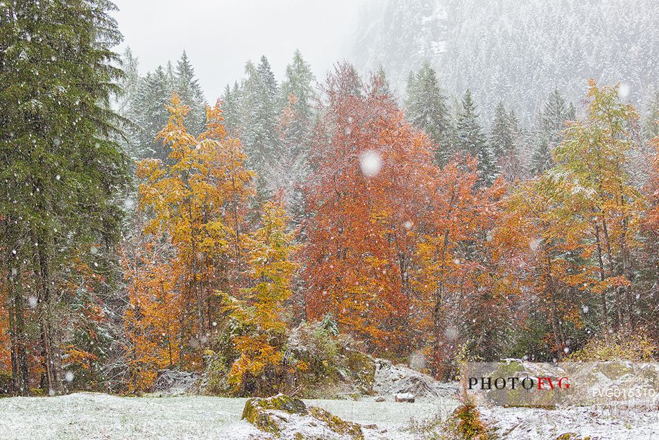 Dolomiti of Brenta,Natural Park of Adamello-Brenta, autumn forest under the snow