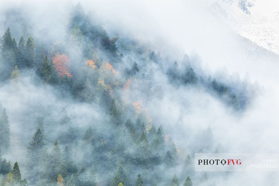 Dolomiti of Brenta,Natural Park of Adamello-Brenta, forest through the fog