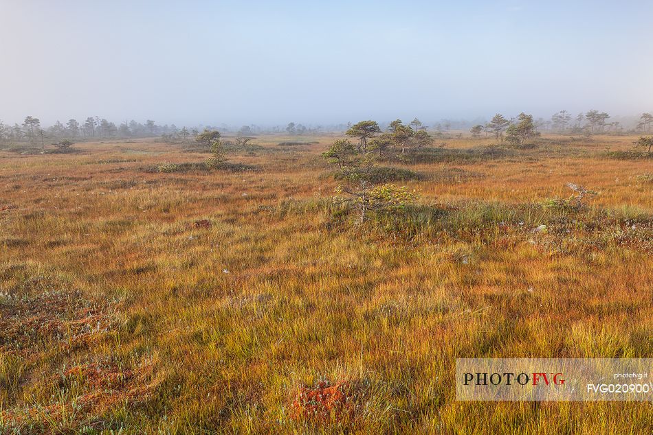 Endla Nature Reserve is a nature reserve situated in central Estonia. The Endla nature reserve protects a fresh-water system of mires, bogs, springs and rivulets, Jgeva county, Estonia