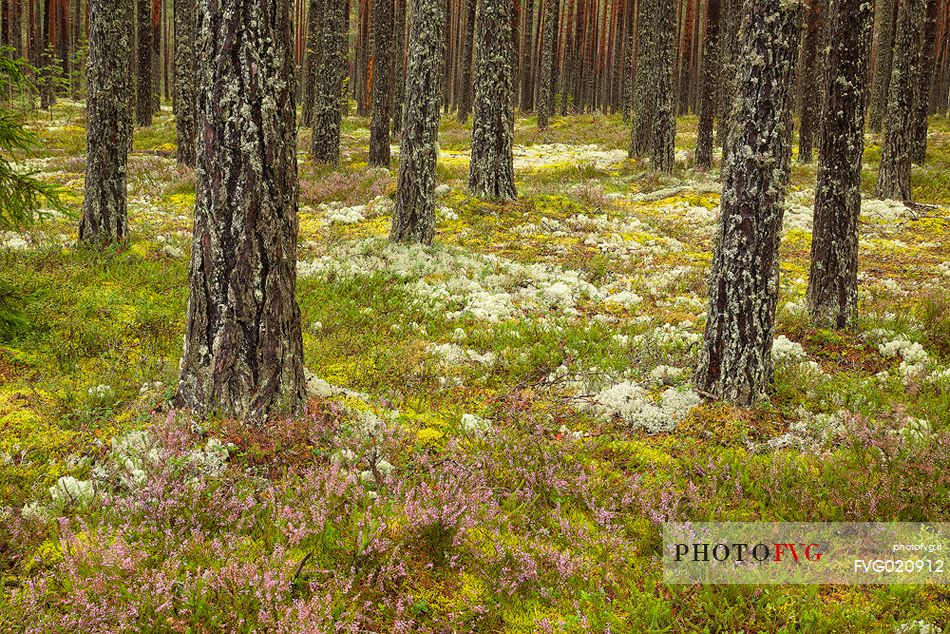 In the boreal forest in Lahemaa National Park. Dry boreal forests are pure pine forests with cowberry growing under the pines, Estonia
