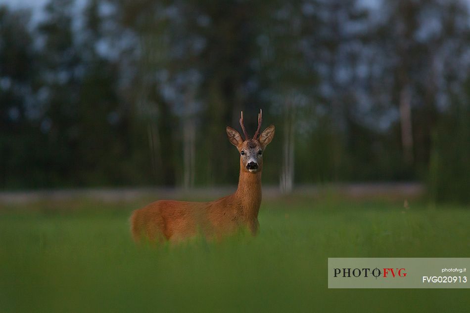 The European roe deer in the estonian countryside, Estonia