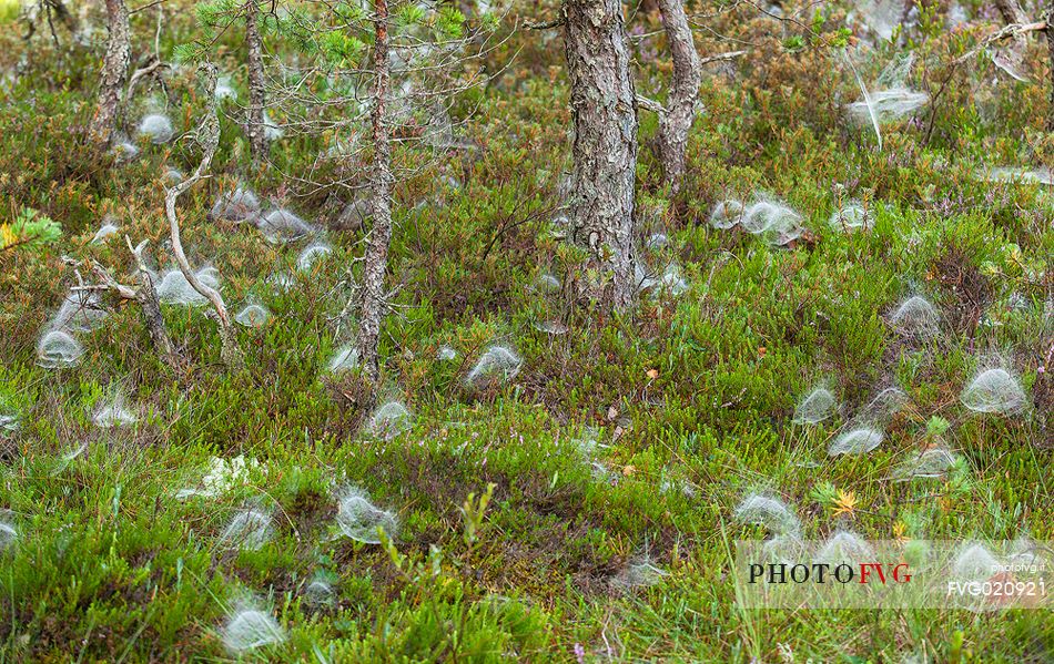 Endla Nature Reserve is a nature reserve situated in central Estonia. The Endla nature reserve protects a fresh-water system of mires, bogs, springs and rivulets.