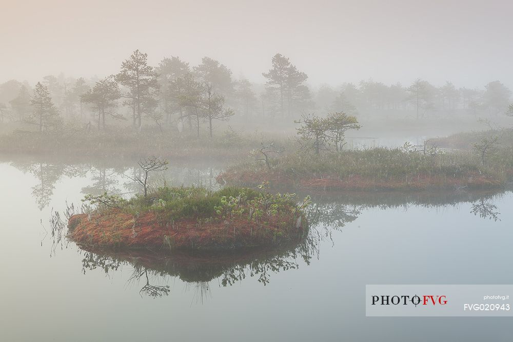 Mnnikjrve bog in the Endla Nature Reserve, Estonia