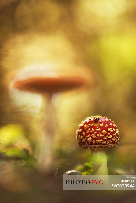 Fungus, Amanita muscaria, to Endla Nature Reserve, Estonia