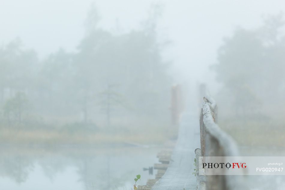 Winter for a little bird in the Endla Nature Reserve, Estonia