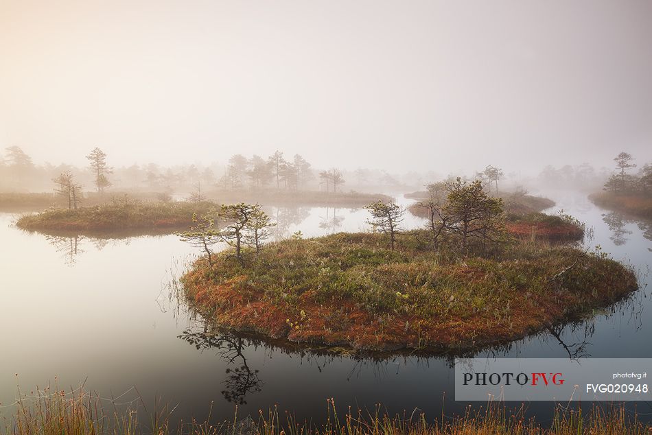 Mnnikjrve bog in the Endla Nature Reserve, Estonia