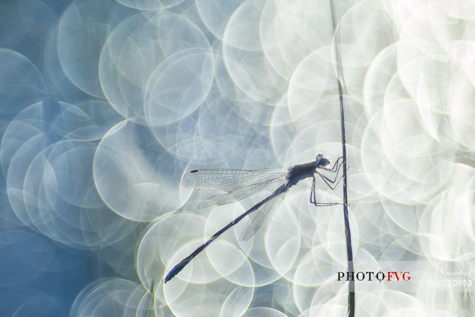 Dragonfly, Azure damselfly, at Mnnikjrve bog, Endla nature reserve, Estonia