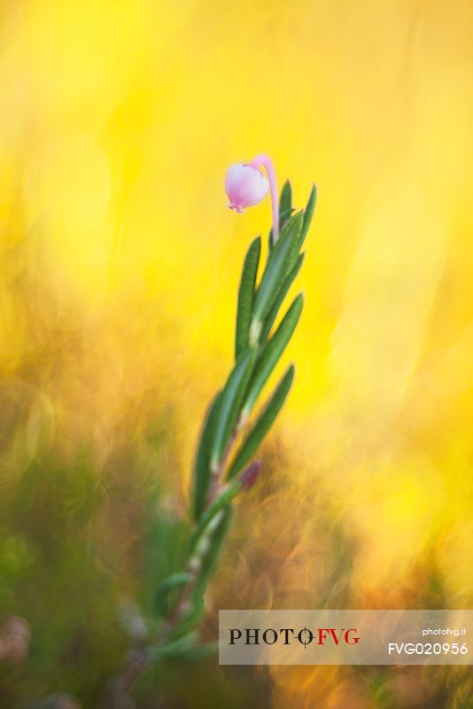 Andromeda polifolia or bog-rosemary
in Endla Nature Reserve, Estonia