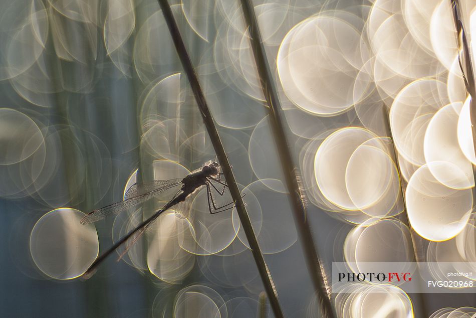 Dragonfly, Azure damselfly, at Mnnikjrve bog, Endla nature reserve, Estonia