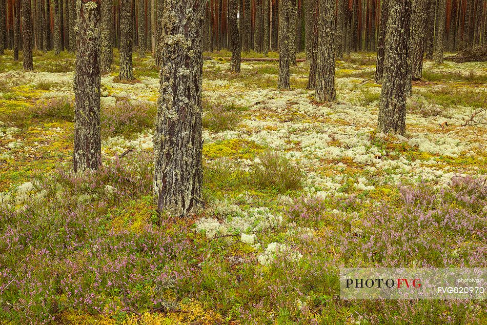 In the boreal forest in Lahemaa National Park. Dry boreal forests are pure pine forests with cowberry growing under the pines, Estonia