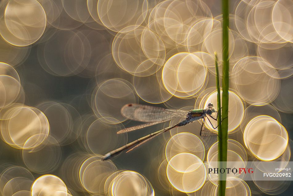 Dragonfly, Azure damselfly, at Mnnikjrve bog, Endla nature reserve, Estonia