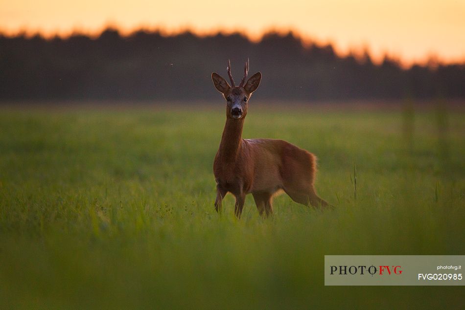 The European roe deer in the estonian countryside, Estonia