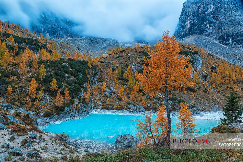 The magic light blue of Sorapis glacial Lake in autumn sorrounded by pine and yellow larches, Cortina d'Ampezzo, dolomites, Italy