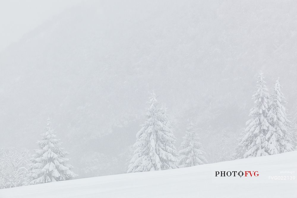 Winter landscape in the forest of Barcis, Dolomiti Friulane Natural Park, Friuli Venezia Giulia, Italy