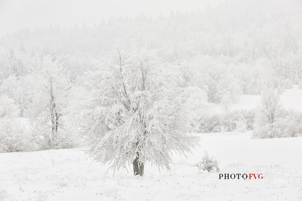 Winter landscape of Plitvice lakes National Park, Croatia