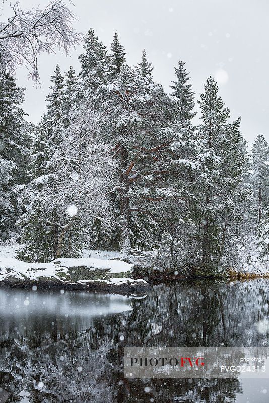 Randsfjorden lake under the first autumn snowfall, Norway