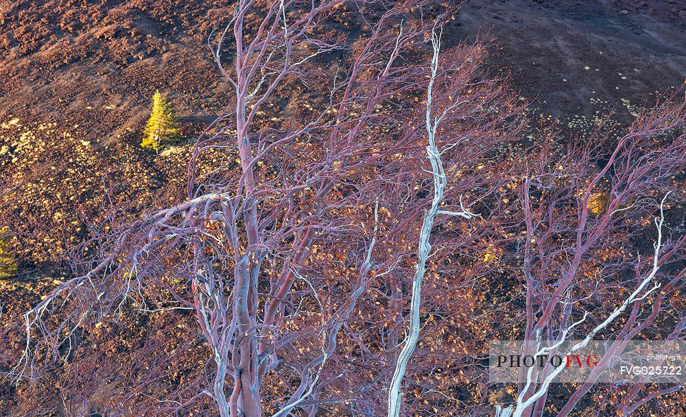 Detail of birck of Etna, endemic plant of Etna National Park, Sicily, Italy
