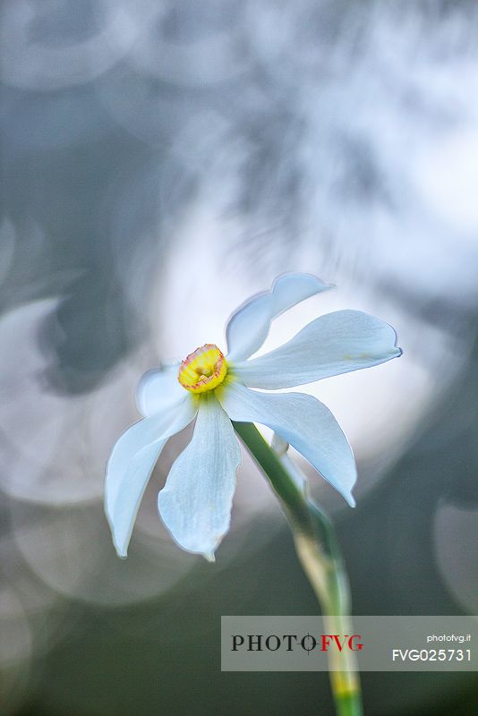 Daffodil in Golica mountain, Slovenia, Europe