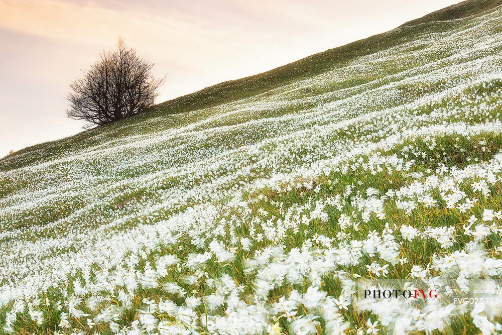 Blooming of wild daffodils in Golica mount, Slovenia, Europe