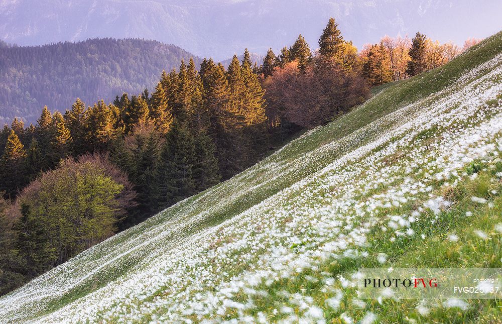 Blooming of wild daffodils in Golica mount, Slovenia, Europe