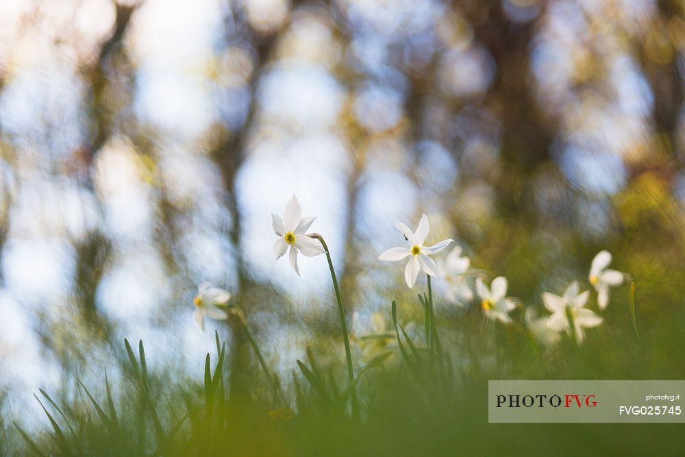 Daffodils in Golica mountain, Slovenia, Europe