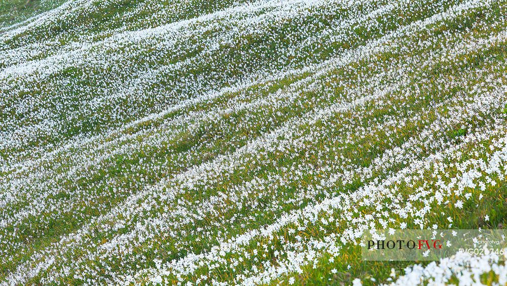 Blooming of wild daffodils in Golica mount, Slovenia, Europe