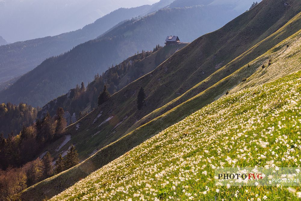 Blooming of wild daffodils in Golica mount, Slovenia, Europe