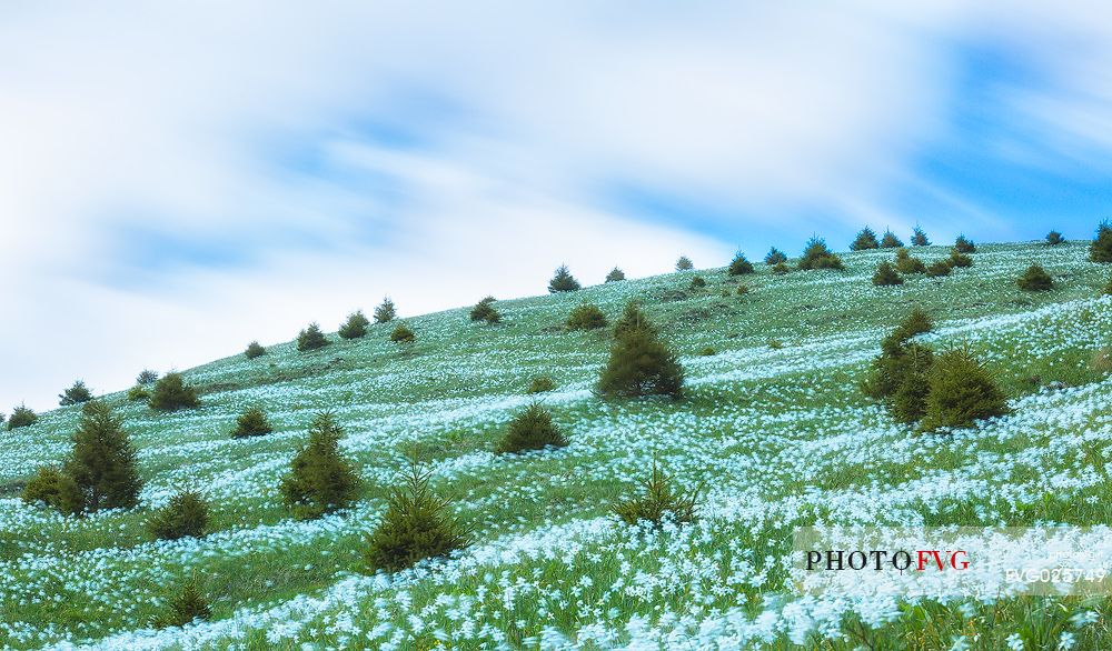 Blooming of wild daffodils in Golica mount, Slovenia, Europe