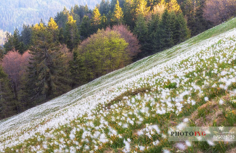 Blooming of wild daffodils in Golica mount, Slovenia, Europe