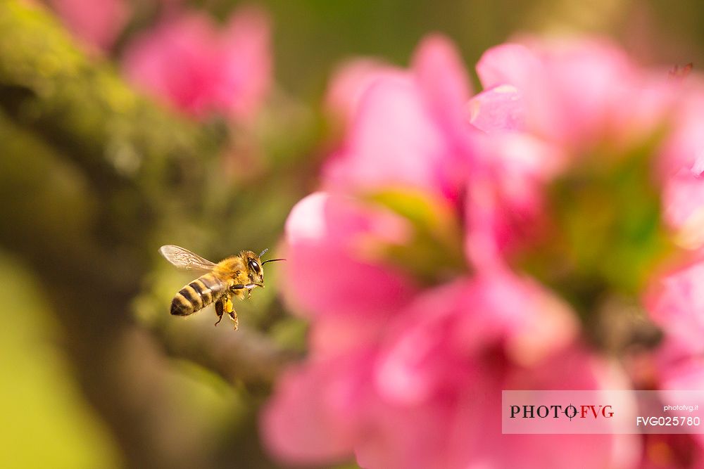 Bee in flight over a pink flower