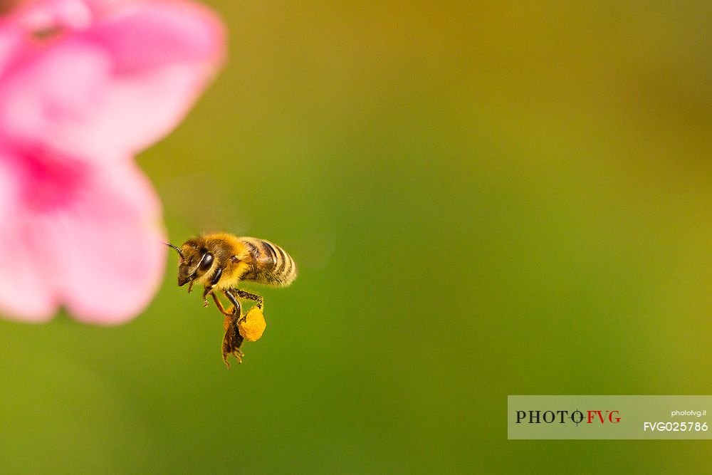 Bee in flight over a pink flower