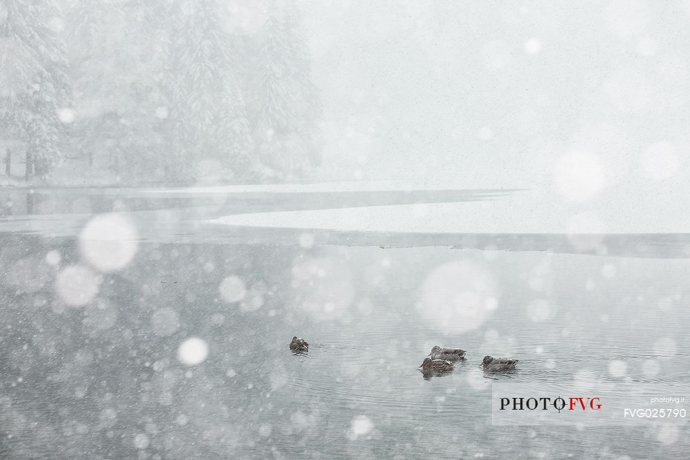 Wild ducks at the Fusine lake under the snowfall, Tarvisio, Friuli Venezia Giulia, italy