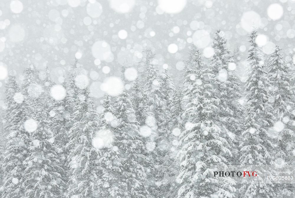 Fusine forest under the snowfall, Tarvisio, Friuli Venezia Giulia, Italy