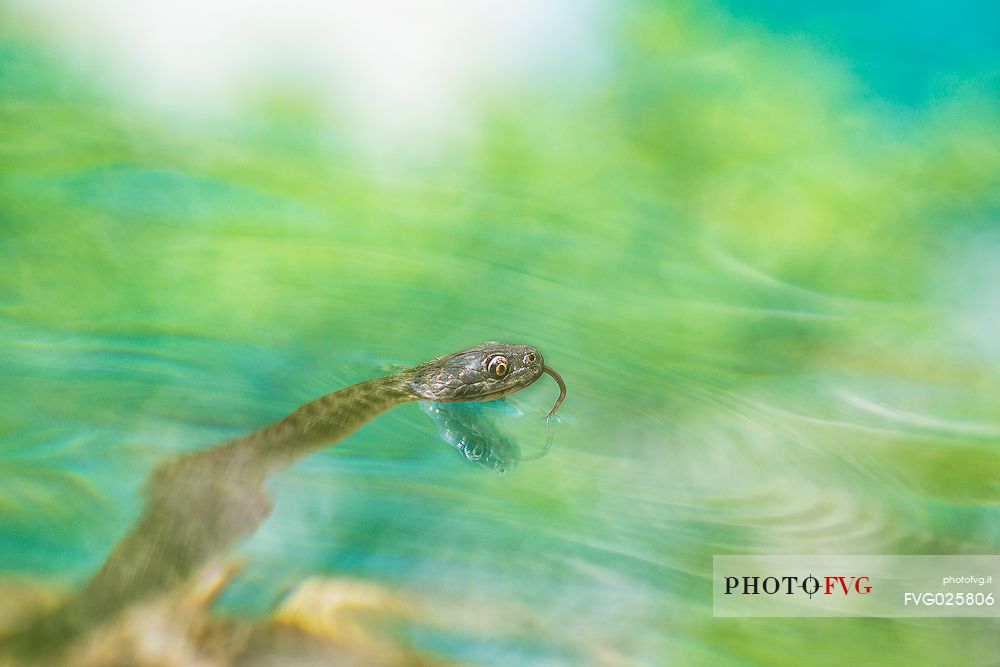 Snake, Natrix tessellata, in the lake