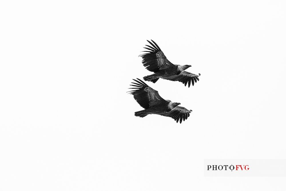 Pair of griffon vulture (Gyps fulvus) on flight