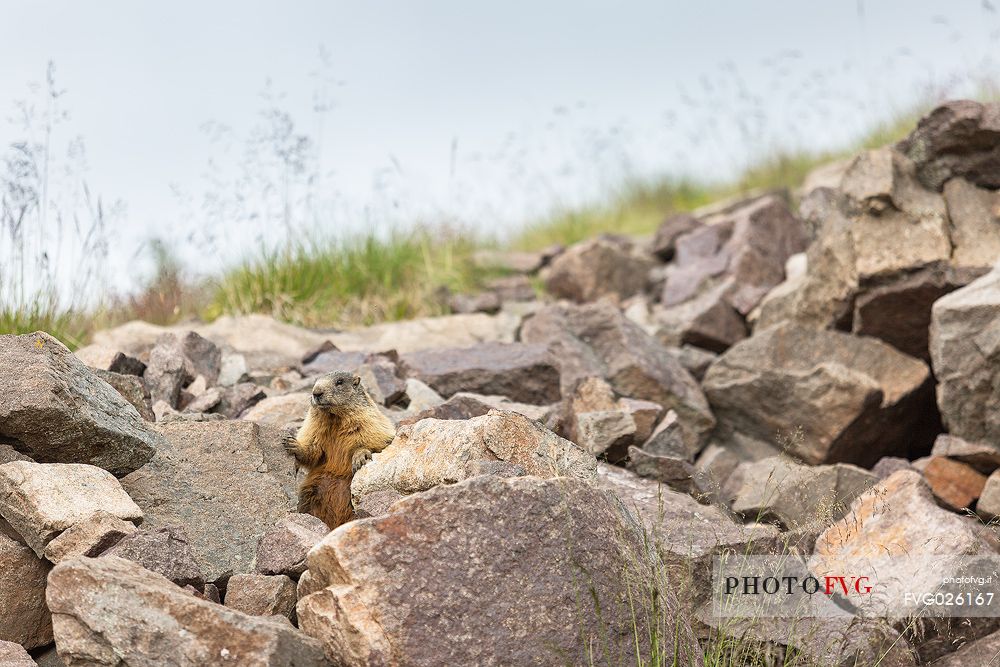 Marmot on the Col Margherita mountain top, Passo San Pellegrino, dolomites, Italy