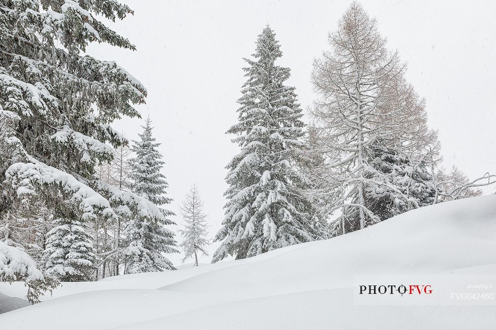 Winter landscape near Maibrunnbahn, Bad Kleinkirchheim, Nockberge mountains, Carinthia, Austria, Europe