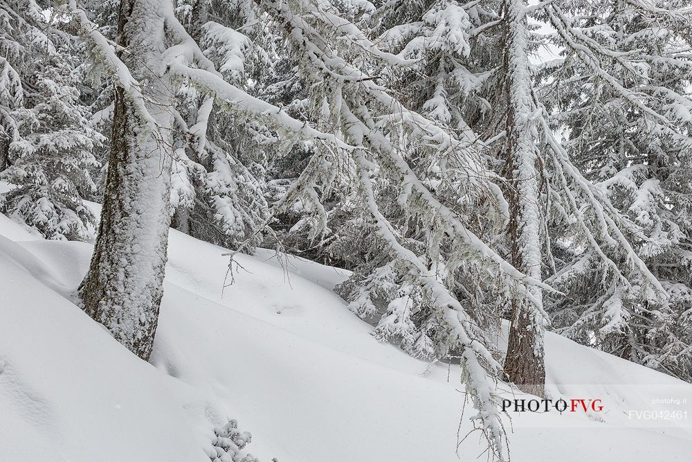 Winter landscape near Maibrunnbahn, Bad Kleinkirchheim, Nockberge mountains, Carinthia, Austria, Europe