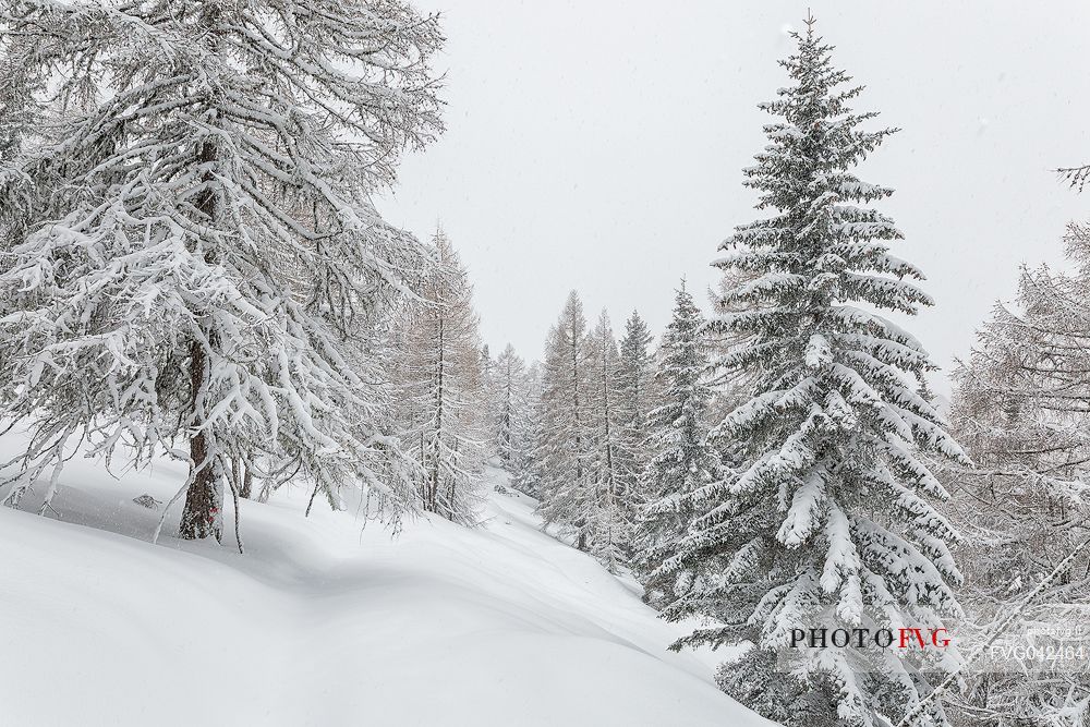 Winter landscape near Maibrunnbahn, Bad Kleinkirchheim, Nockberge mountains, Carinthia, Austria, Europe