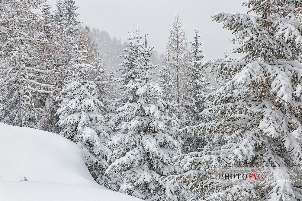 Winter landscape near Maibrunnbahn, Bad Kleinkirchheim, Nockberge mountains, Carinthia, Austria, Europe