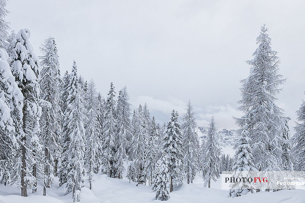 Snowy larch forest near Antorno lake, Misurina, Tre Cime natural park, dolomites, Veneto, Italy, Europe