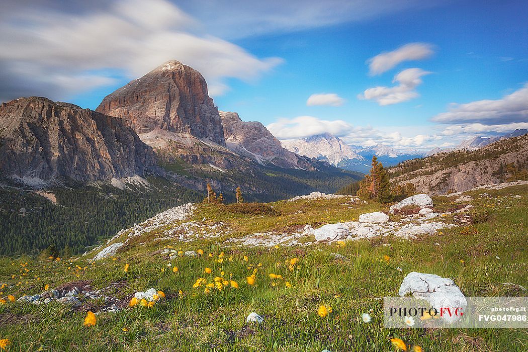 Alpine meadow at the Falzarego pass, in the background the Tofane mount, Cortina d'Ampezzo, dolomites, Veneto, Italy, Europe