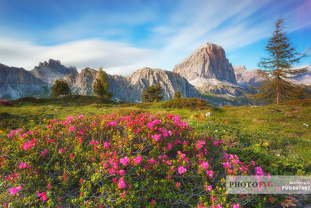 Flowering rhododendrons near Falzarego pass, in the background Tofane and Fanis mountains, Cortina d'Ampezzo, dolomites, Veneto, Italy, Europe

