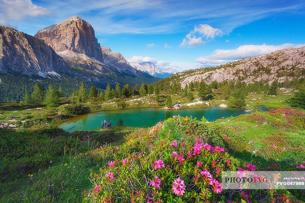 Flowering rhododendrons, view from Lago di Limides Lake towards Tofana di Rozes, Falzarego pass, Cortina d'Ampezzo, dolomites, Veneto, Italy, Europe

